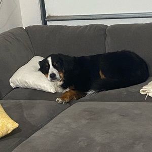 Meet your Posher, Navarre